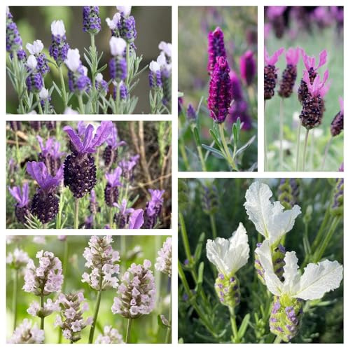 semi di lavanda biologicidi, resistenti balcone esotico 300pcs