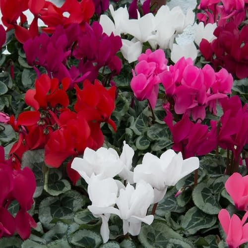 100 graines de fleurs de cyclamen fraîches