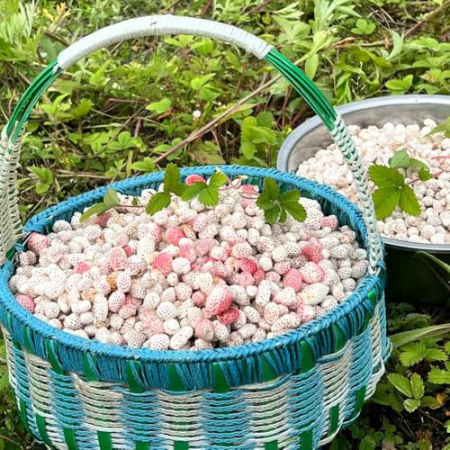 semillas de fresa silvestre orgánicas de jardín perennes resistentes comprar fresas silvestres fresca, resistentes para balcones semillas orgánicas, 180pcs