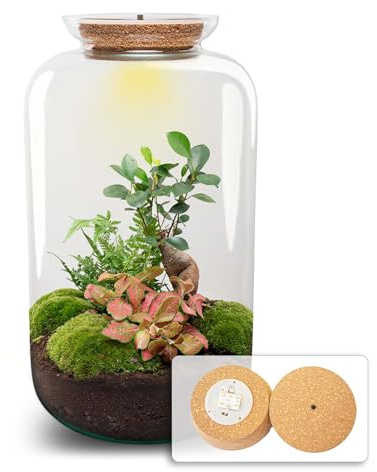 Kit DIY Terrarium • Bonsaï Sven + éclairage LED • Écosystème avec Plantes • ↑ 43 cm
