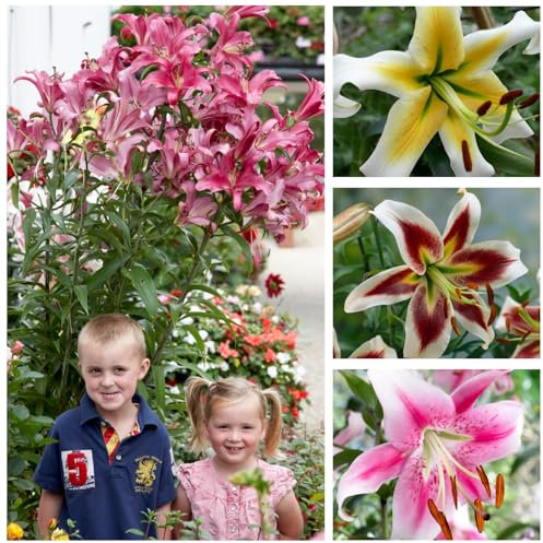 FLORIUM Collection de bulbes géants de lys (15 bulbes de fleurs), 5 variétés parfumées, 5 de chaque couleur, mélange durable de Hollande pour le jardin (gros tubercules, pas de graines)