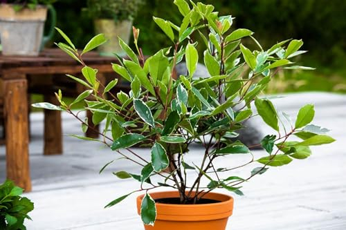 Photinia x fraseri 'Louise' 40–60 cm – Winterhart, Immergrün, Pflegeleicht – Glanzmispel – Heckenpflanze für Garten & Sichtschutz