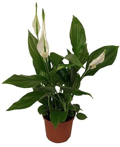 Increíble Lirio de la Paz Natural, una Planta Fácil de Cuidar y muy Resistente