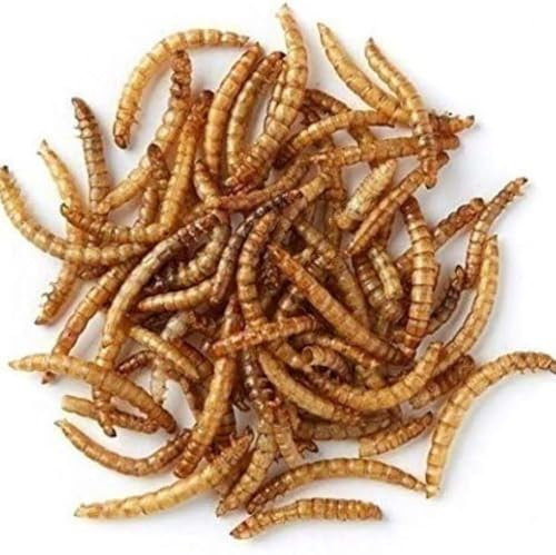 Live Mini Mealworms - Insect Food - For Jumping Spiders and Invertebrates - Small Pot (25g)