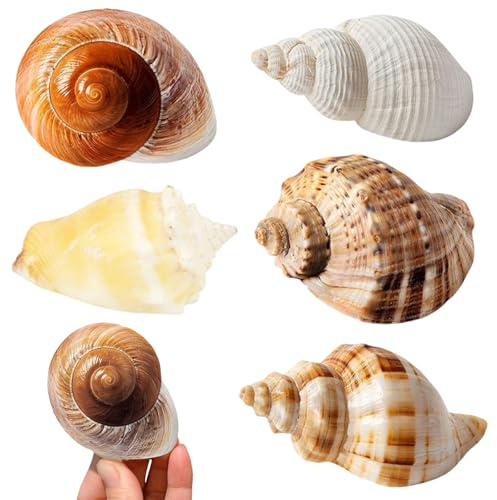 TenaLucy 5 Stück Muscheln, Aquarium Dekosand, 3-9CM Natürliche Muscheln Deko, Aquarium Zubehör Deko Sand, Muschelns Gemischt Ungebohrt für Basteln Strandmalerei Kerzenherstellung Aquarien Vasenfüllung