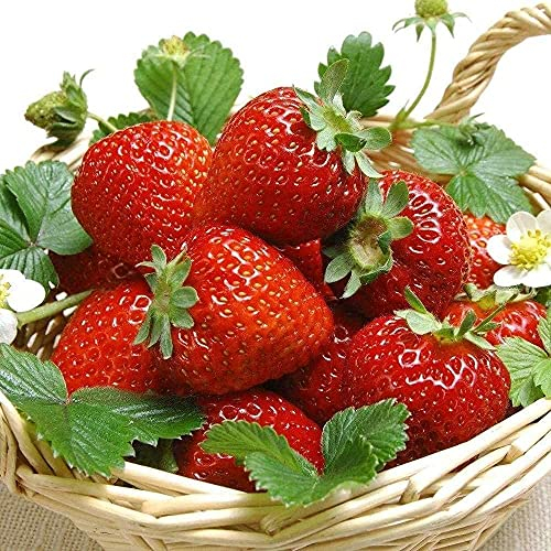 AUTFIT 100pcs Große Erdbeere Same Kletter-Erdbeere Samen Erdbeer-Samen Garten Erdbeer-Bio-Samen Erdbeeren im Garten