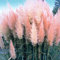 1 X ROSA ROSEA CORTADERIA SELLOANA PAMPASGRAS PUMILA HOCH GEFIEDERT DEKORATIV