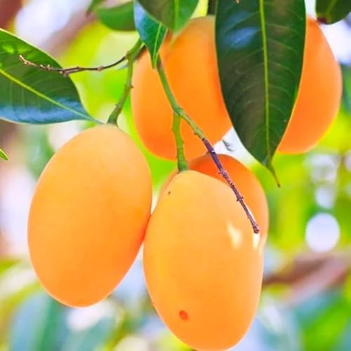 semillas de árbol mango - interior fresca resistentes orgánicas purificadoras 2pcs