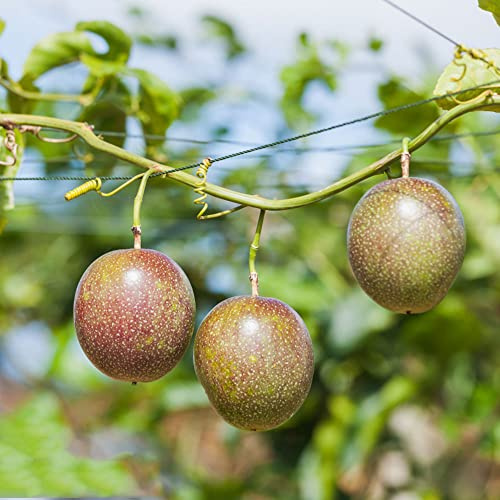 maracuja giardino balcone letto elevato semi balcone resistenti perenne resistenti Letti elevati per giardino colonnario esotico 80pcs