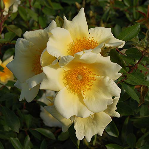 Mermaid, rosa antica in vaso di Rose Barni®, rampicante di gran pregio, vigorosa, rifiorente, fiori grandi, semplici, di colore giallo zolfo. h. fino a 5 metri, pianta di rosa resistente, cod. 14037