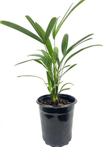 Lady Palm - Live Plant in an 6 Inch Growers Pot - Rhapis Excelsa - Beautiful Clean Air Indoor Outdoor Houseplant