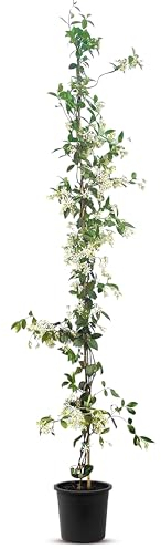 Sunny Tree - Jasmin de Toscane - Plante grimpante - Plante d'extérieur - Rustique jusqu'à -18 - Trachelospermum Jasminoides - 160 cm