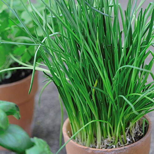 Chive Herb Seeds Hardy Perennial Easy to Grow Your Own Garden Plants Herbs 1 Packet of 700 Seeds by Thompson & Morgan