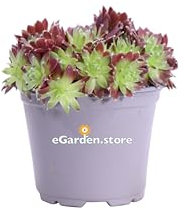 Pianta di Sempervivum Mix pianta di Semprevivo Maggiore pianta grassa pianta ornamentale Sempervivum diverse varietà pianta succulenta pianta vera venduta da eGarden.store (Mix2 v.8 cm)