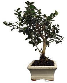 Olivo Bonsái Vivo – Estilo Zen y Relajante para Espacios Interiores y Exteriores – DECOALIVE