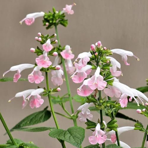 Semi di salvia, esotiche Salvia greggii, semi di vecchie varietà da balcone giardino farfalle resistenti all'esterno regali 650pcs