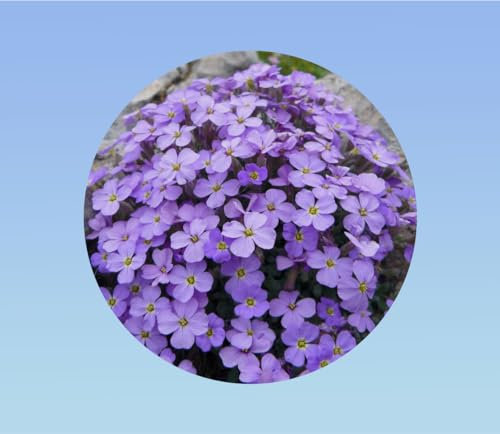 graines AUBRIETIA hybride varié 0,5 grammes soit environ 1000 graines - AUBRIETA rocail massif couvre sol varié