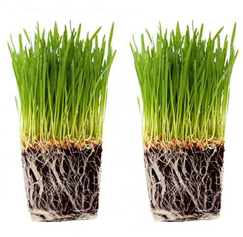 Duo de Hierba Gatera DECOALIVE Plantas Naturales para los Gatos,