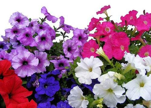 100 semillas mixtas de petunia