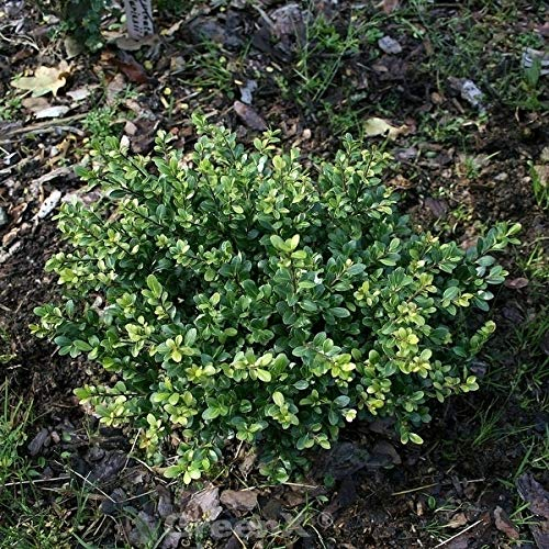 Stechpalme Ilex Eurotal 25-30cm - ilex crenata