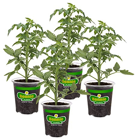 Bonnie Plants Better Boy Tomato: 4 Pack Live Vegetable Plants, Disease Resistant, Large 16 oz Fruit Size, Non-GMO, Red