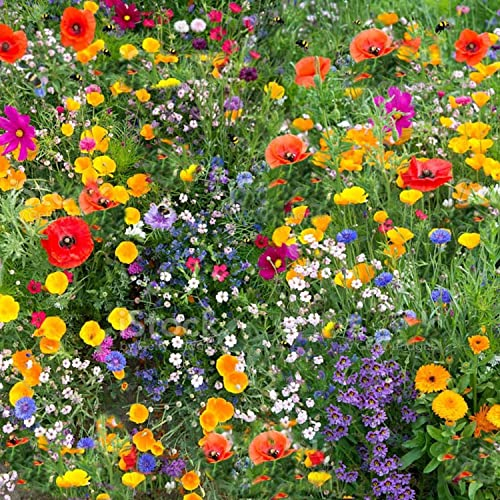 100% Wild Flower UK Seed Plants Attracts Bees & Butterfly No Grass Pure Wildflower Seeds Genuine Flower Seeds Mix Annual Meadow Nice Colour Coordinated(50G)