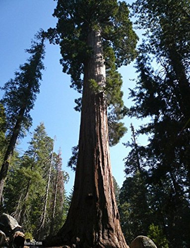 (GSS Gs*Ambizu*) 20 Semi Sequoia Gigante