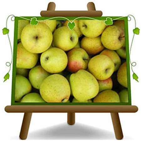 Pommiers Gold Rush - Plante fruitière Porte greffe M9 sur pot 20 - arbre max 170 cm - 2 ans