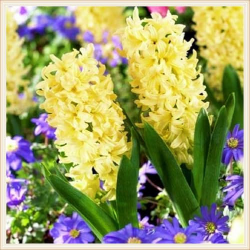 Hyazinthenzwiebel Winterhart MehrjäHrig,Hyazinthen Pflanzen Winterhart Hyazinthe Kaufen Hyazinthen Rhizome,Gärten Geschenk bereit MehrjäHrige Knollenpflanze Im Topf Pflanzen-4zwiebeln-b