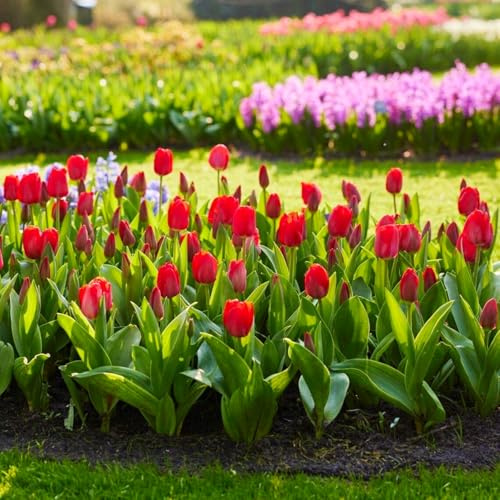 Bombilla de tulipán perennes resistentes,de jardín perennes resistentes Decoración de oficina,decoración de jardín para exteriores-6 bulbos-b
