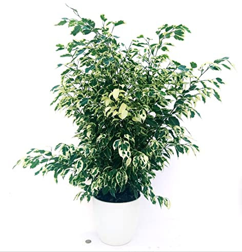 FICUS BENJAMIN VARIEGATO IN VASO CERAMICA BIANCO, VASO 20CM, ALTEZZA 100CM, pianta vera