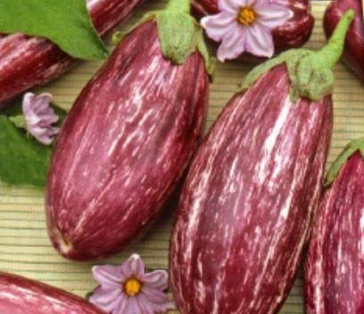 Pezzi - 8x Melanzana Listada De Gandia- Melanzana Seme Verdure KS461 - Seeds & Plants Shop by Ipsa
