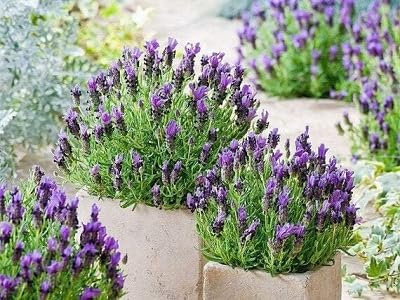 200pcs Français Provence Lavande Graines graines de bonsaï très odorante peut bien pousser dans Pot Ou Bonsai pour le jardin de la maison