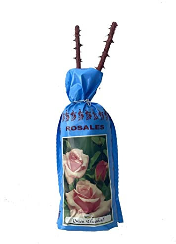 Rosal grandiflora Queen elisabeth rosa en bolsa (cepellón) color rosa
