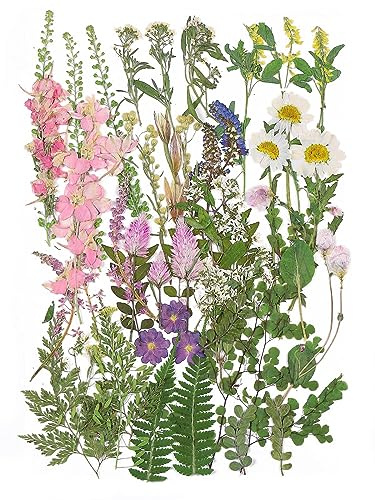 Large Dried Pressed Flowers for Art Crafts, Real Dry Natural Flower Leaf Fruit Bulk for Resin Mold, Cake Decor, Glass Frame (Spring Garden)
