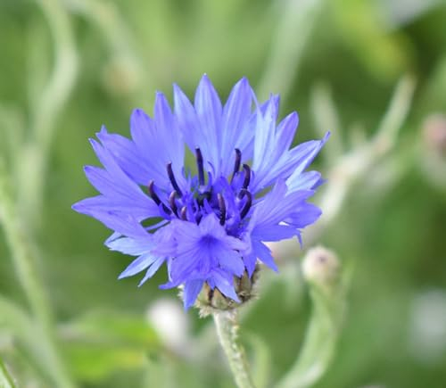 Roselyn Seeds Wild Cornflower Seeds - Bee Friendly Hardy Annual Wildflower for Planting in Spring or Autumn | 5 Grams - 1000 Seeds