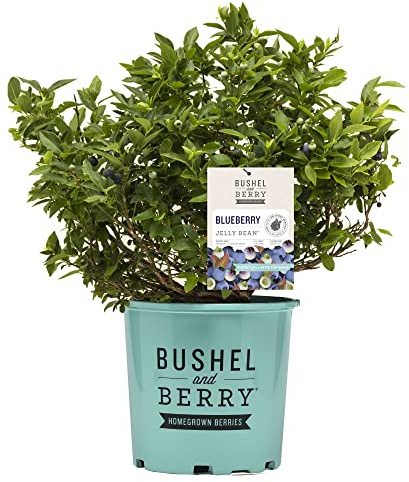 Bushel & Berry 2 Gal. Jelly Bean Blueberry Shrub