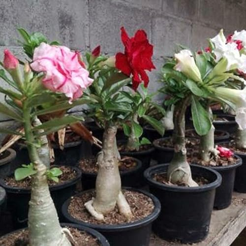PERZOE 200 Stück Adenium Desert Rose Blumensamen, Stauden, Garten, Balkon, Pflanzendekoration Samen der Wüstenrose