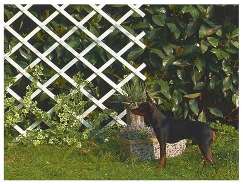 Celosía Extensible de plástico Blanco | 0,5 x 1,5 M | Soporte para Plantas trepadoras