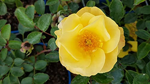 DECOROSIER SOLEYA® 'Noa71610' / Rosier paysager jaune nuancé SOLEYA® / Conteneur de 2 à 2.9 litres