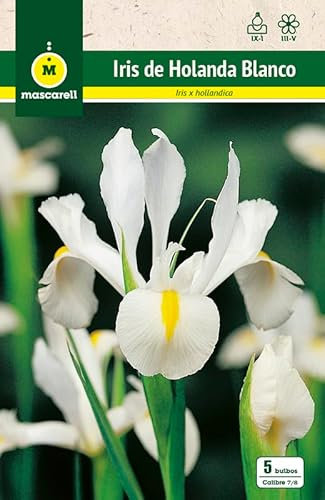 Mascarell Semillas, IRIS DE HOLANDA, BLANCO, Semillas Bulbosas, Bulbos de Flores Otoño Fácil de Cultivar, Bolsa 10 Bulbos