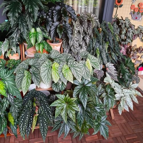 Forellenbegonie Samen - grünpflanzen zimmerpflanzen Begonia maculata - immergrüne pflanzen winterhart exotische samen balkonpflanzen winterhart mehrjährig grünpflanzen, topfpflanzen 250pcs