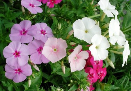 200 Semillas - Phlox- Mezclar Colores