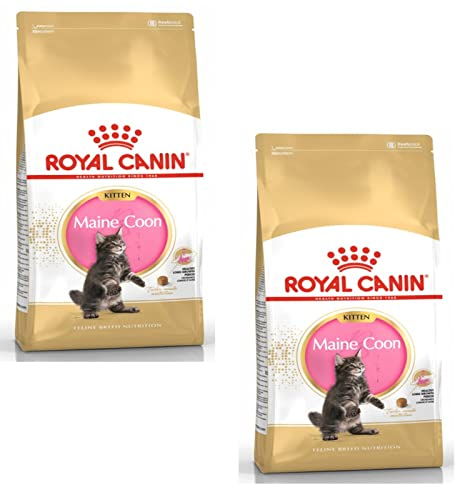 ROYAL CANIN Maine Coon Kitten | Doppelpack | 2 x 400 g | Trockenfutter für Katzen | Speziell für Maine Coon-Katzenwelpen | Zur Unterstützung von Verdauung und Immunsystem