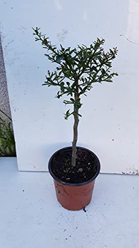 Citrus australasica 'Vert' greffé sur Volkameriana/Citronnier caviar Vert/Conteneur de 1 à 1.9 litres/Tigette