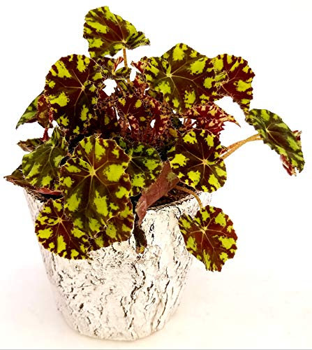 POWERS TO FLOWERS - BEGONIA REX TIGER IN VASO CERAMICA ANTICATO, pianta vera