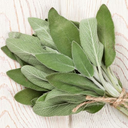 Sage Seeds – RHS Plants for Pollinators – Aromatic Herb for Culinary Use – Perennial, Easy to Grow – Fresh Herbs All Year Round – for Your Kitchen Garden