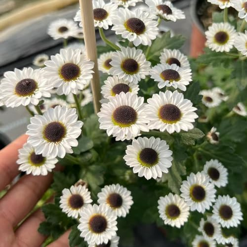 semi di margherita resistenti - varietà antiche biologici giardino balcone rare 300pcs