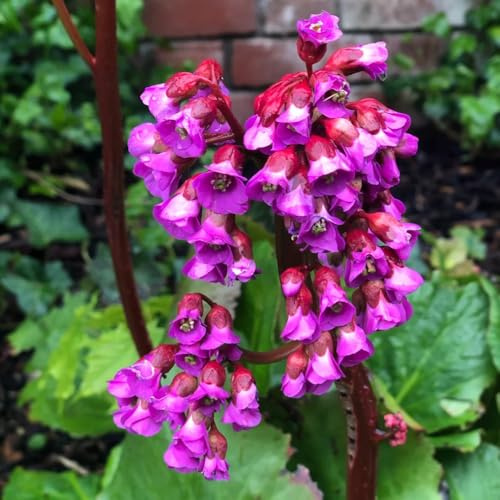 semi di bergenia - bergenia cordifolia - medicinali, balcone, decorazione da giardino per esterni 300pcs