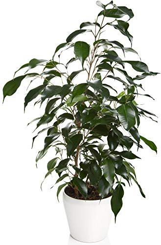 Ficus Danielle | Plante d’intérieur en pot 30-40 cm | Vente de Plantes de qualité Cadeau